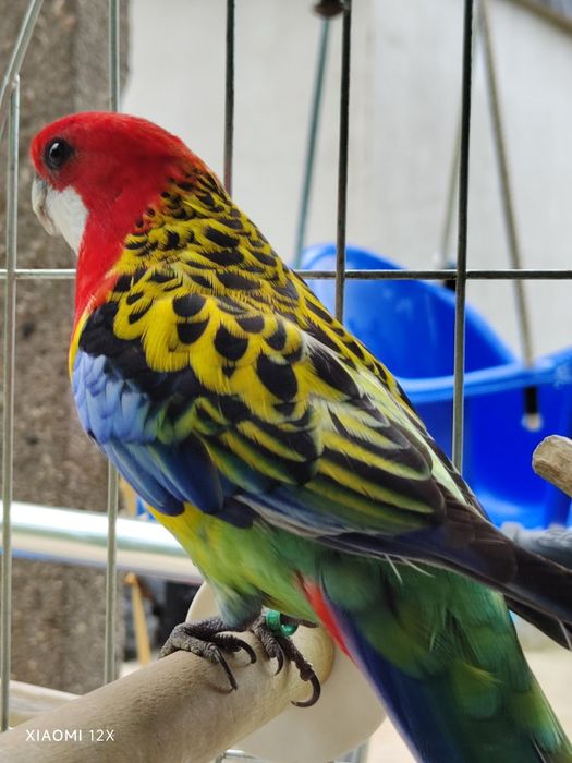 Папагали на добри цени