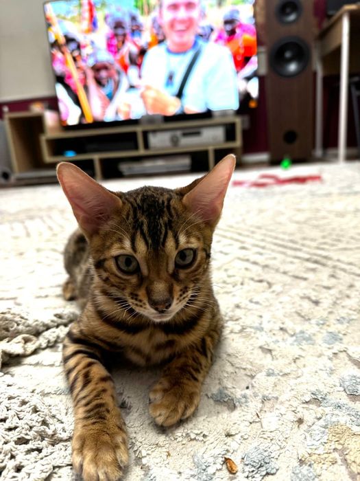 Бенгал котенок мальчик