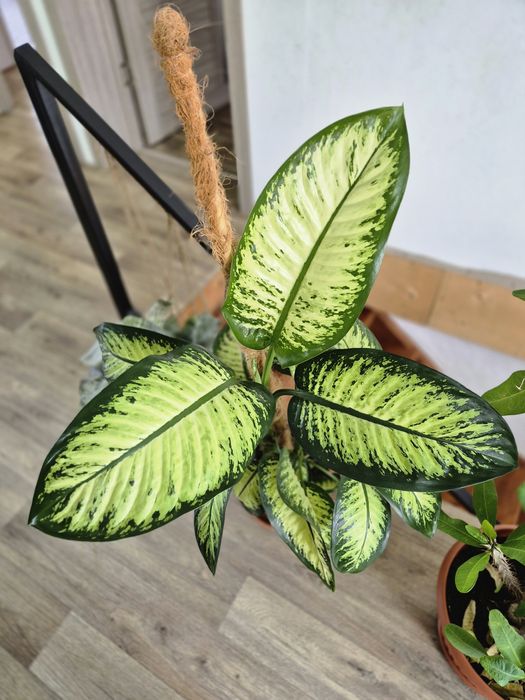 Большая Диффенбахия 90 см