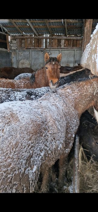 Откорм  құнан шығарлар 600000