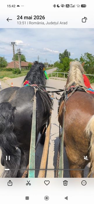 Armăsari de vînzare