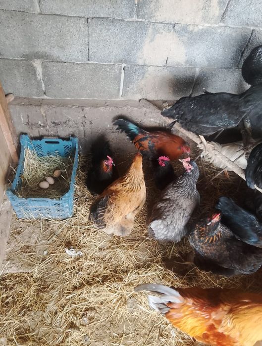 Дамашни тауыктар сатылады