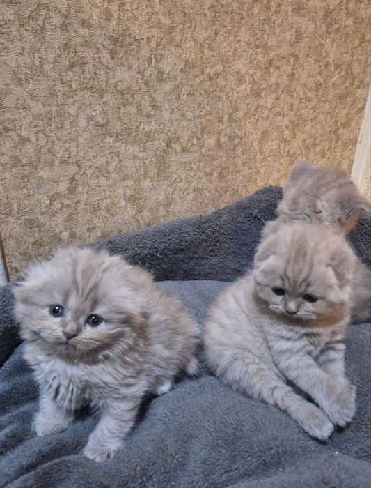 Продаются вислоухие котята