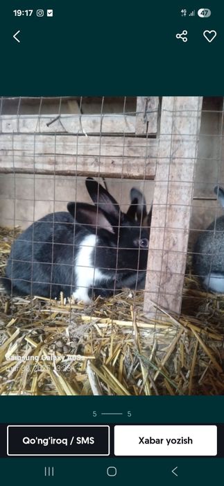 Sog'lam Veliqon quyonlar