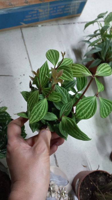 Суккуленты. Растишки-излишки.