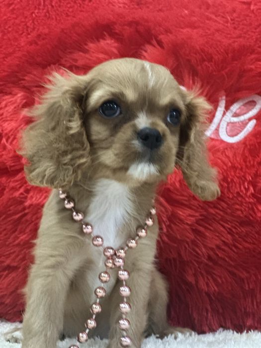 Очаровательная девочка кавалер кинг чарльз