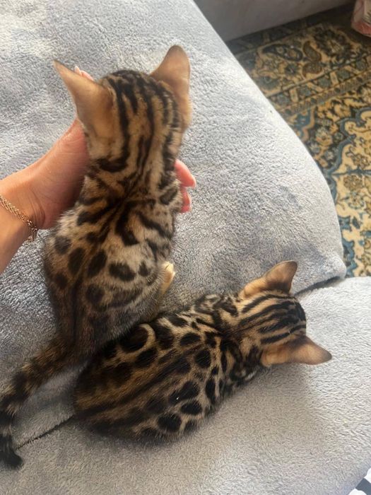 Котята Бенгальский мальчик полтора месяца