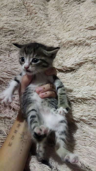 Отдам котят в хорошие руки
