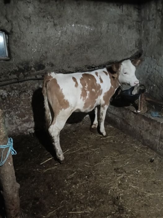 Vând vițica înțercată
