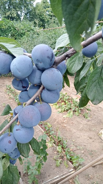 Продам слова и виноград изобелла