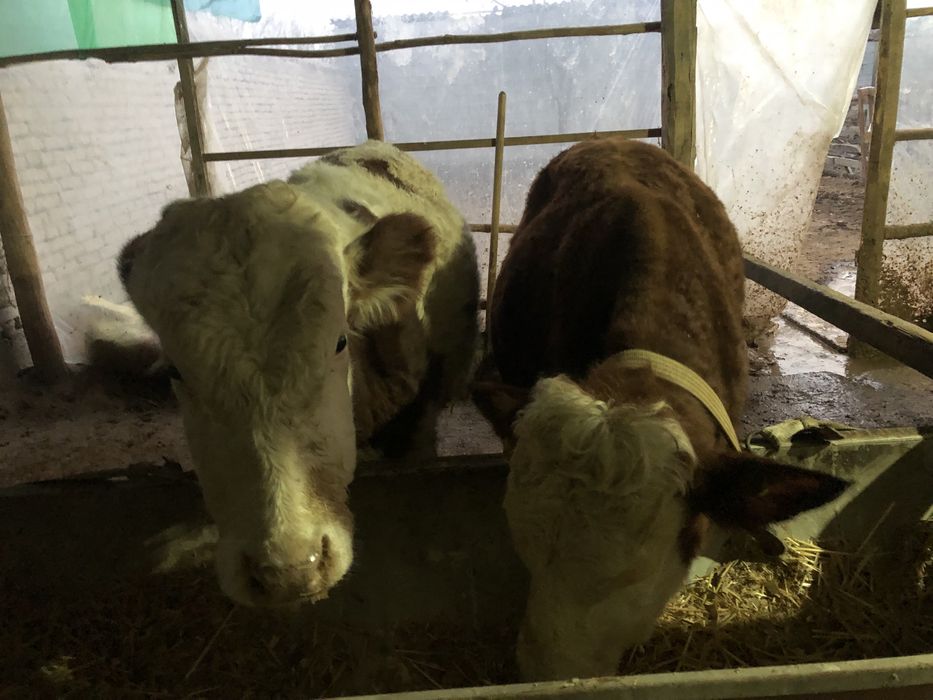 Semintal buqalar sotiladi