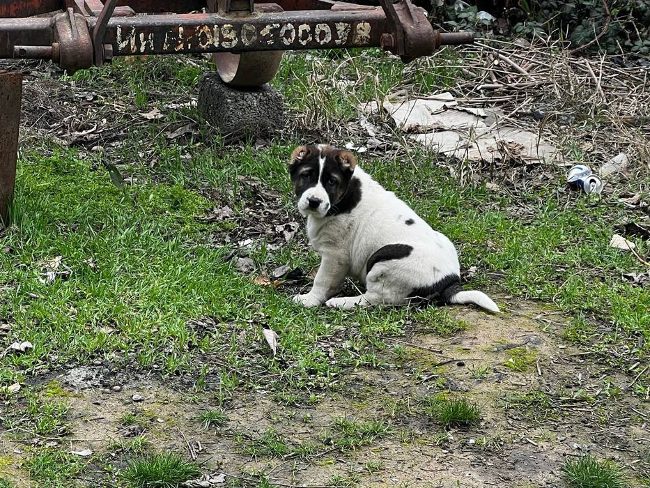 Toza qonli 1yarm oyli alabay bolari sotiladi