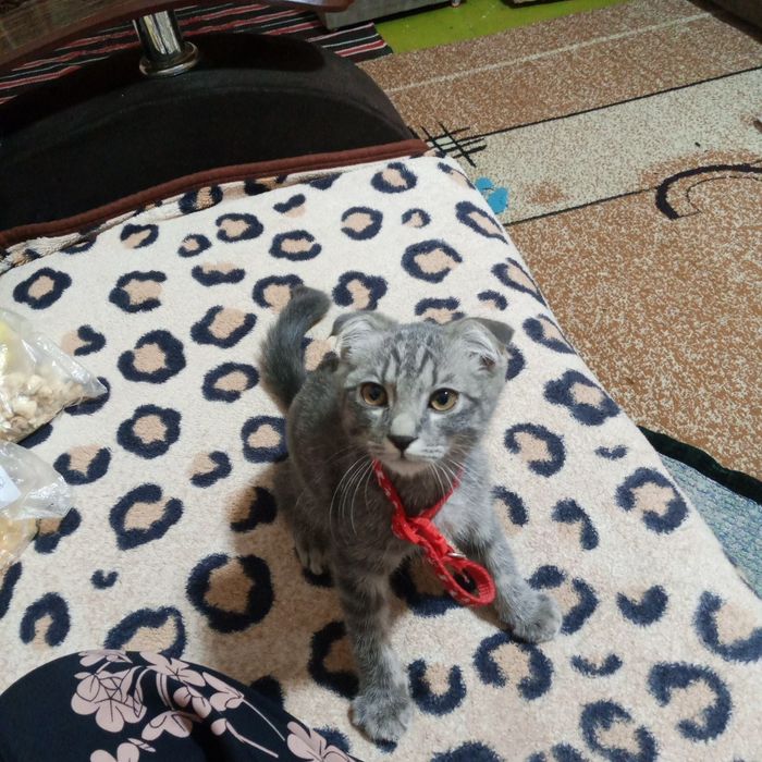 Shotland mushukcha, Scottish Fold