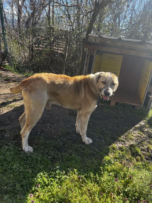 Куче алабай.           .