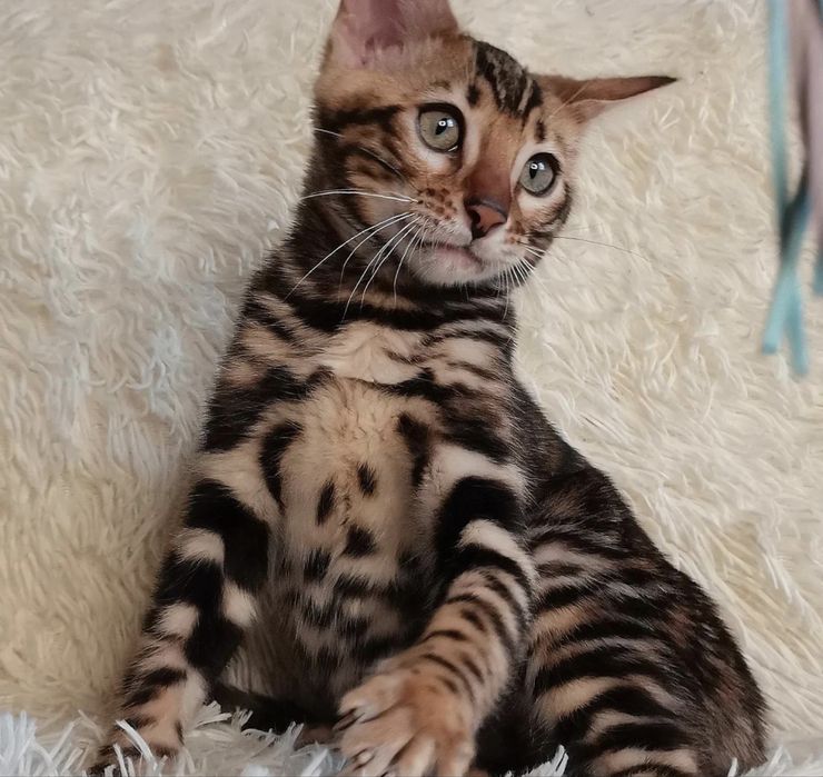 Бенгальские котята