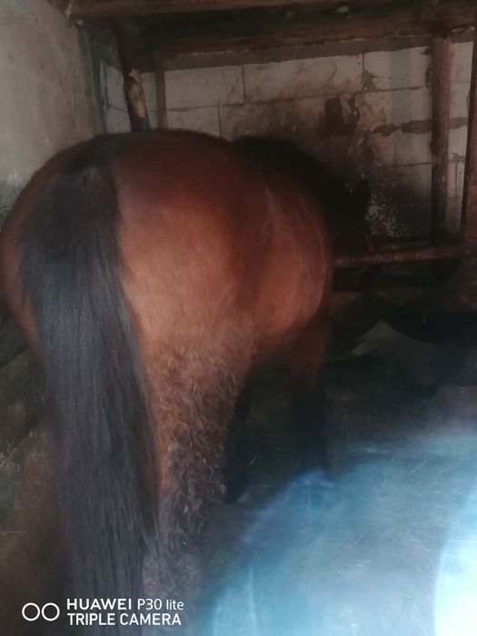 De vanzare Iapa 7 ani!! Are pasaport!! Fara defect!! Probe maxim!!