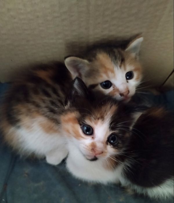 Подарявам котета