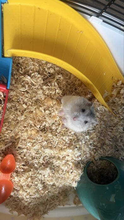 Cusca Hamster Circ + Hamster Pitic Alb