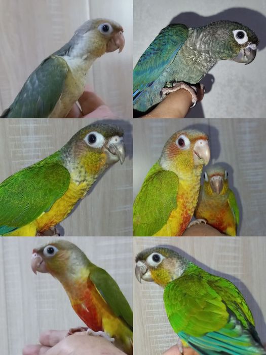 Ручные попугаи разных видов