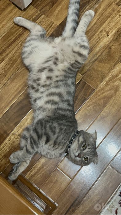 нужна кошка для вязки