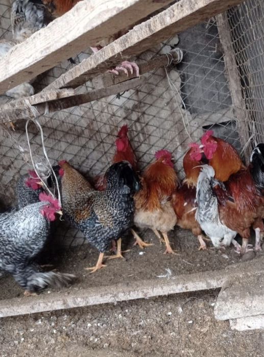 Кораз Семиз домашний