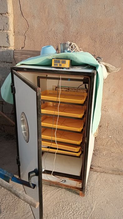 500 талик Автомат Инкубатор сотилади