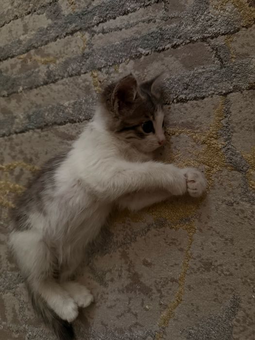 Xadiyaga beriladi mushukcha