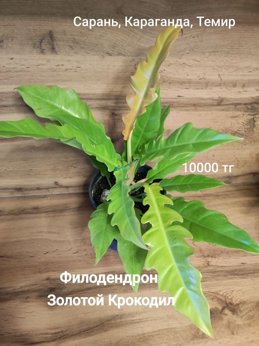 Филодендрон разный