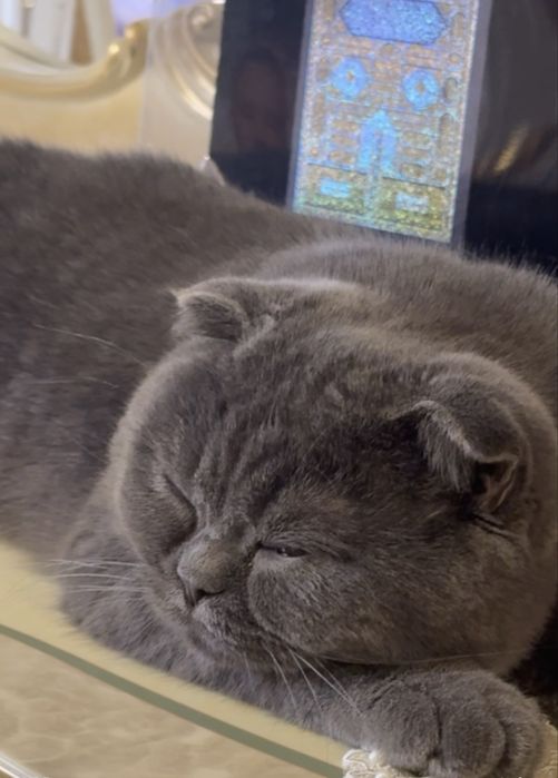 Продается кот скоттиш фолд несмешанная парода