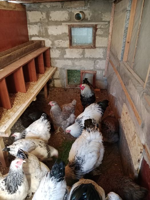 Үй тауығы сатылады