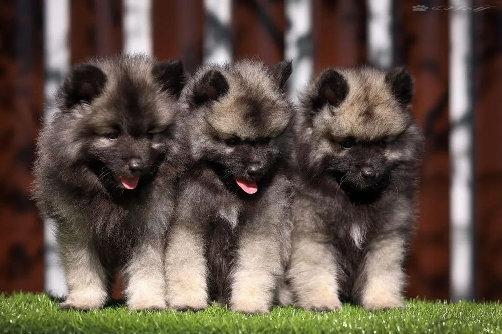 Вольф шпицы щенки