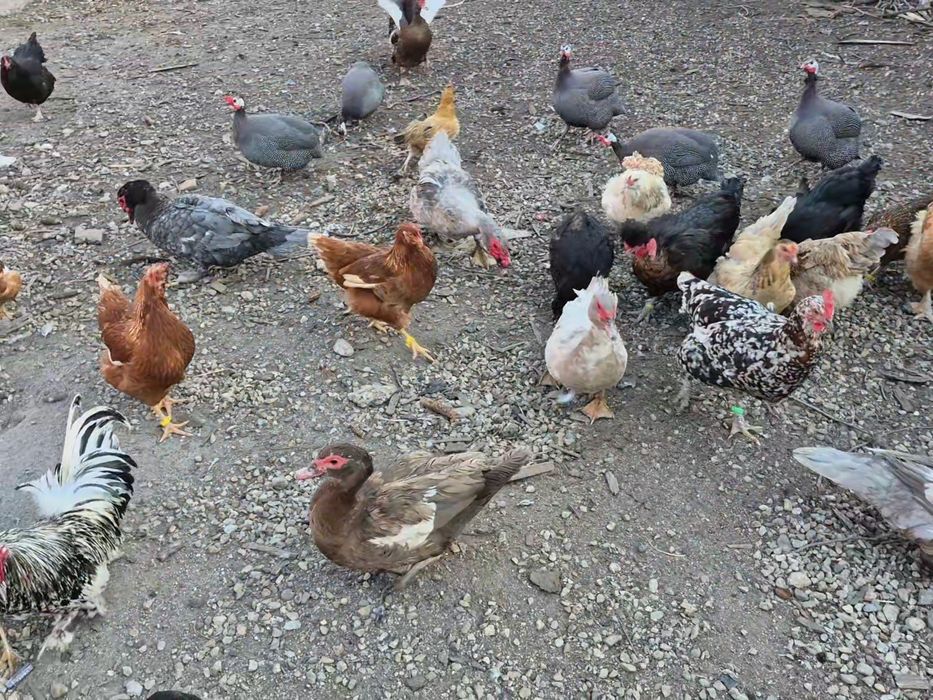 Oua de incubat gaini diferite rase