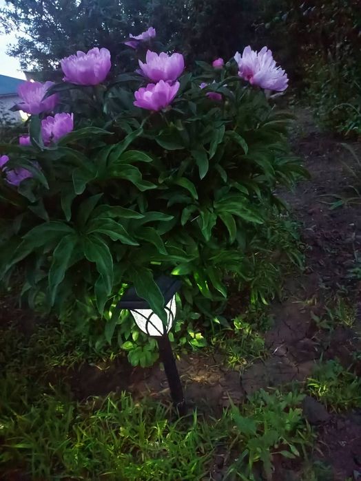 Продам саженцы пионов