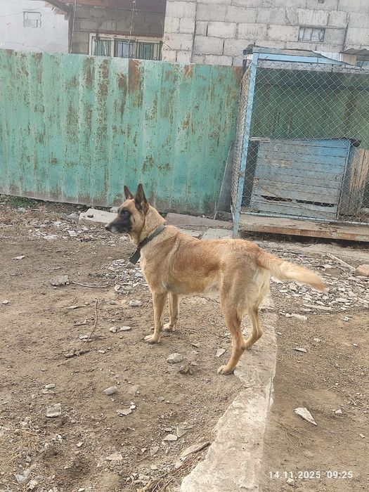 Вальер для собаки