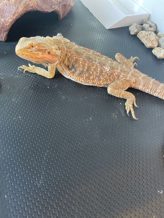 Бородатая агама самка, ящерица