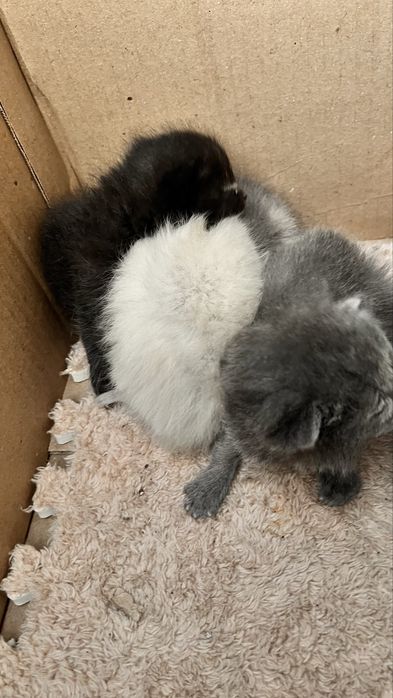 Отдам котят в добрые руки!