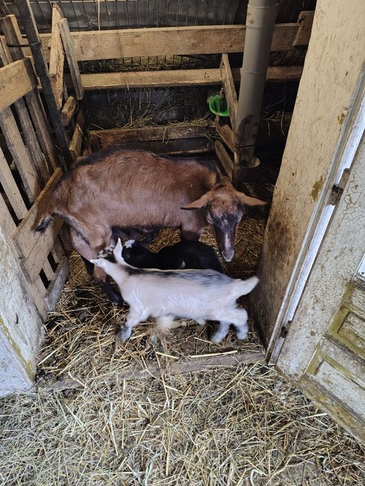 Vând 2 capre de rasă – Saanen cu certificat + Alpină Franceză, cu iezi