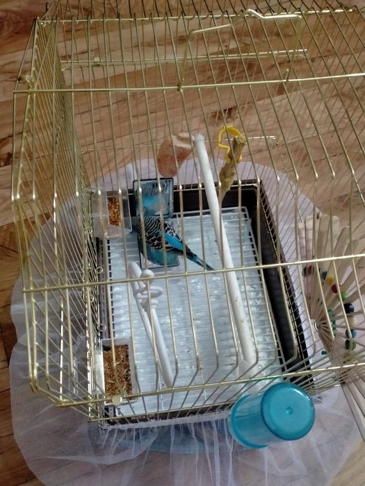 Продам попугая волнистого