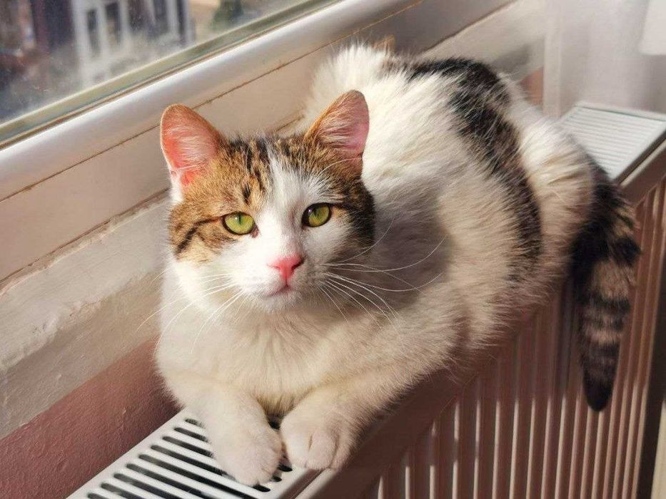 Подарявам кастрирано мъжко коте, София