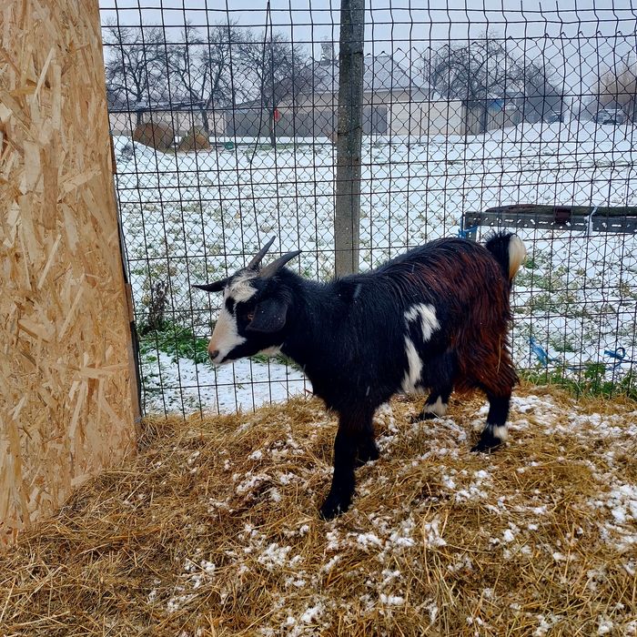 Vînd iadă prima  fătare