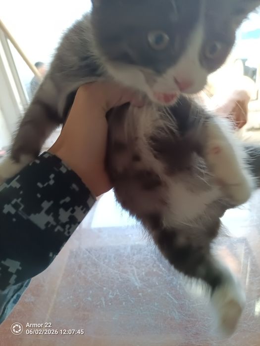 Отдадим котят, бесплатно.