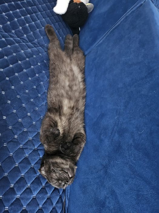 Отдам породистого кота