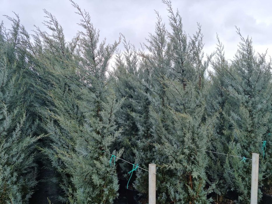 Leylandii la ghiveci ideal pentru gard viu rapid si dens diferite culori