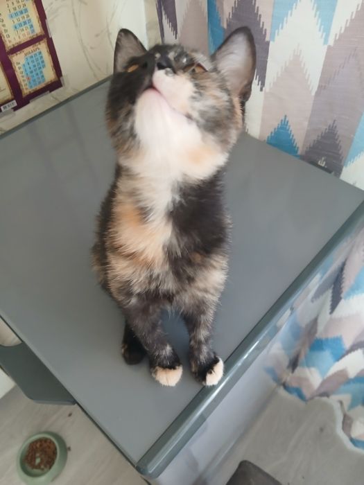 Котенок в добрые руки