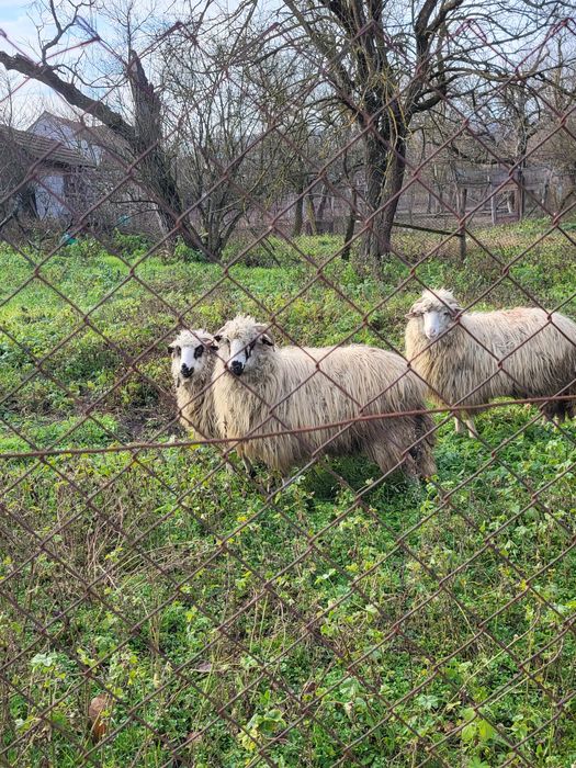 Vand o mioara si 2 miele