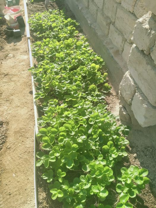 Продам рассаду клубники