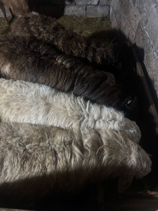 Еркек тоқтылар сатылды.