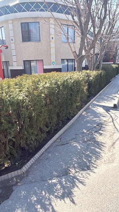 Продам туи для озеленения