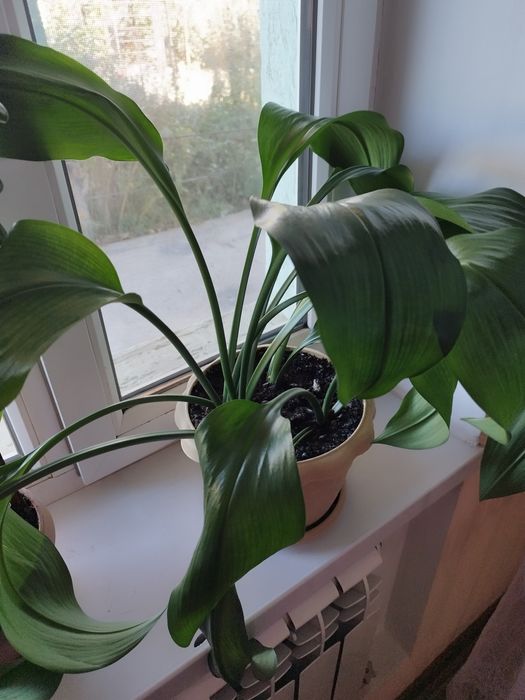 Продам комнатный цветок