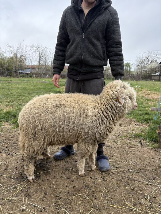 Vând mieluțe țurcane băle